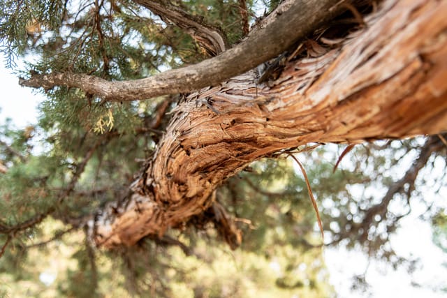 Juniper Trees are a beautiful part of the high desert experience at Eagle Crest Resort. Enjoy the many trails and biking