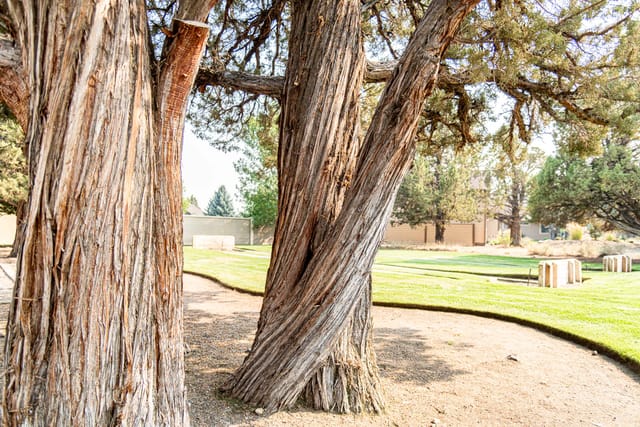 Juniper Trees next to playground