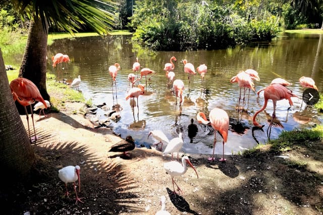 Feed flocks of flamingos at Sarasota Jungle Gardens in Sarasota, FL just 10 minutes away.